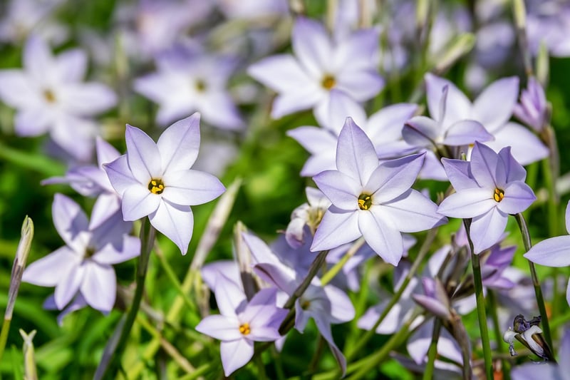 Aromatic Blooms